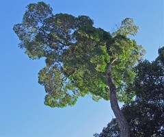 Aspidosperma polyneuron