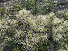Clematis quadribracteolata