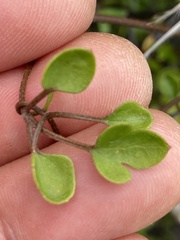 Clematis quadribracteolata