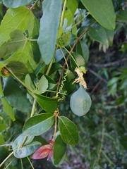 Passiflora eichleriana