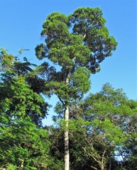Aspidosperma polyneuron