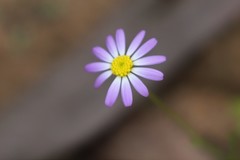 Brachyscome iberidifolia