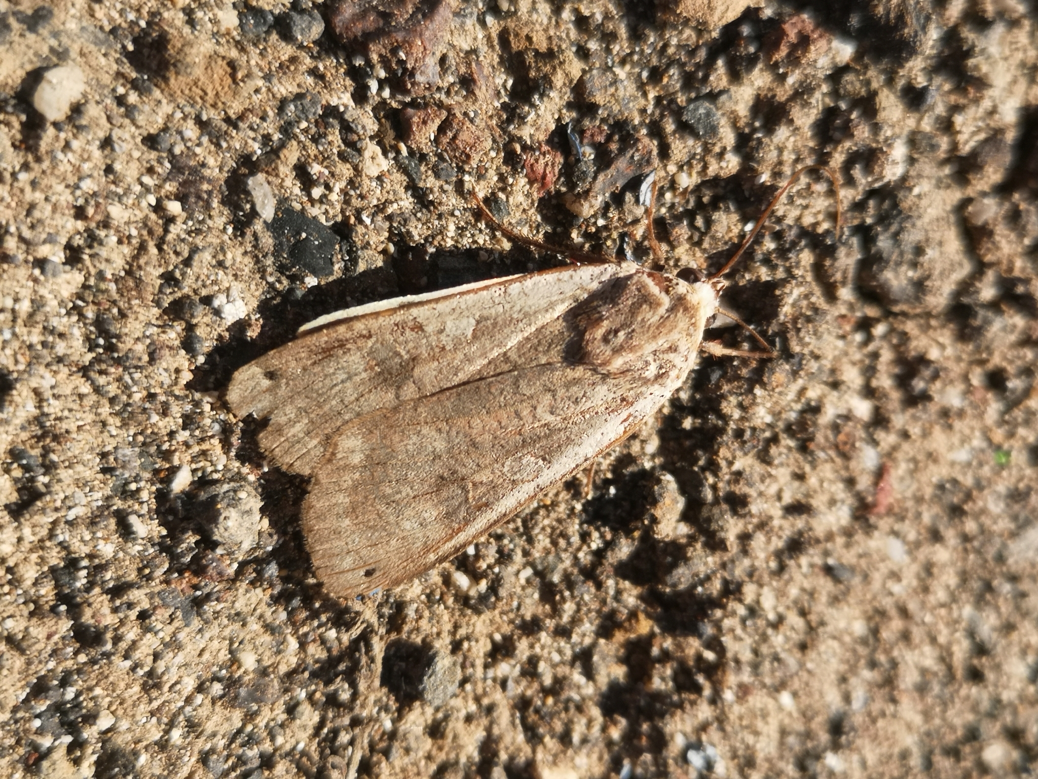 Noctuido de la acedera