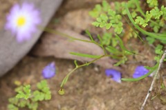 Brachyscome iberidifolia