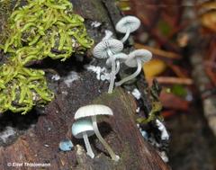 Mycena cyanocephala