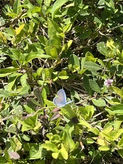 Hemiargus ceraunus