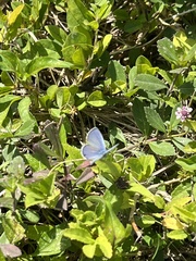 Hemiargus ceraunus