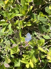 Hemiargus ceraunus