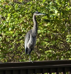 Ardea herodias