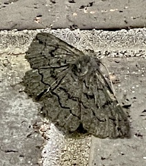 Melanodes anthracitaria