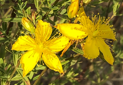 Hypericum perforatum veronense