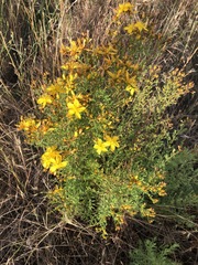 Hypericum perforatum veronense