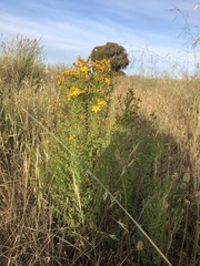 Hypericum perforatum veronense