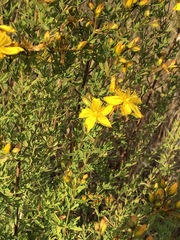 Hypericum perforatum veronense