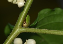 Alobia alutacea