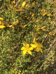 Hypericum perforatum veronense
