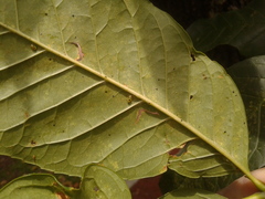 Tropidosteptes chapingoensis
