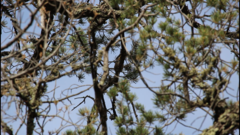 Leiothlypis crissalis