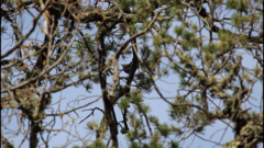 Leiothlypis crissalis