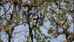 Leiothlypis crissalis