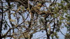 Leiothlypis crissalis