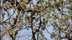 Leiothlypis crissalis