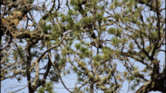Leiothlypis crissalis