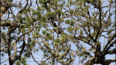 Leiothlypis crissalis
