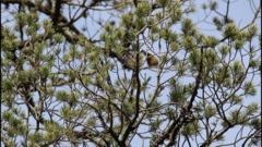 Leiothlypis crissalis
