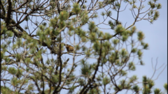 Leiothlypis crissalis