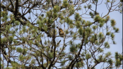 Leiothlypis crissalis