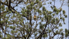 Leiothlypis crissalis