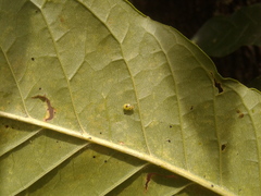 Tropidosteptes chapingoensis