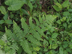 Diplazium viridissimum