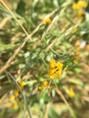 Amsinckia spectabilis