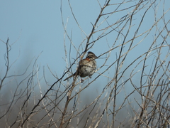 Zonotrichia capensis