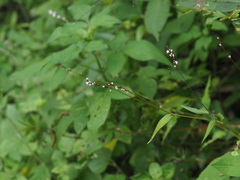 Persicaria jucunda