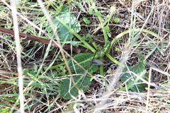 Rumex pulcher pulcher