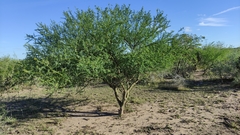 Parkinsonia texana macra