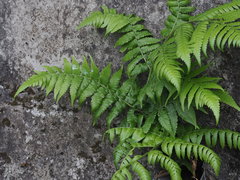 Diplazium viridissimum