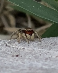 Habronattus coecatus