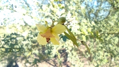 Parkinsonia texana macra