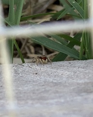 Habronattus coecatus