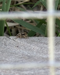 Habronattus coecatus