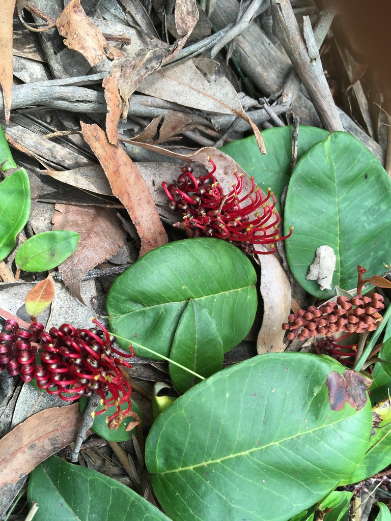 Laurel-leaf Grevillea