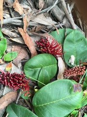 Grevillea laurifolia