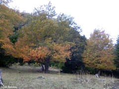 Nothofagus alpina