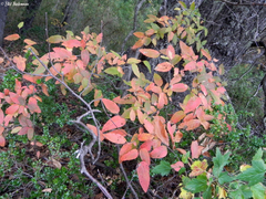Nothofagus alpina