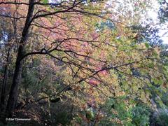 Nothofagus alpina