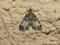 Microdes diplodonta